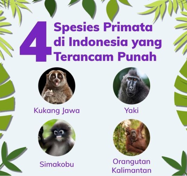 Hari Primata Indonesia dan Hari Penyakit Tropis Terabaikan Sedunia (NTDs)