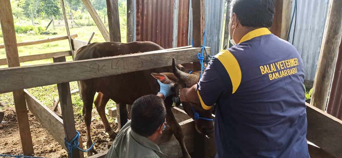 Cegah PMK, Dinas Pertanian, Pangan dan Perikanan Kabupaten Tana Tidung Ambil Sampel Darah Ternak Sapi