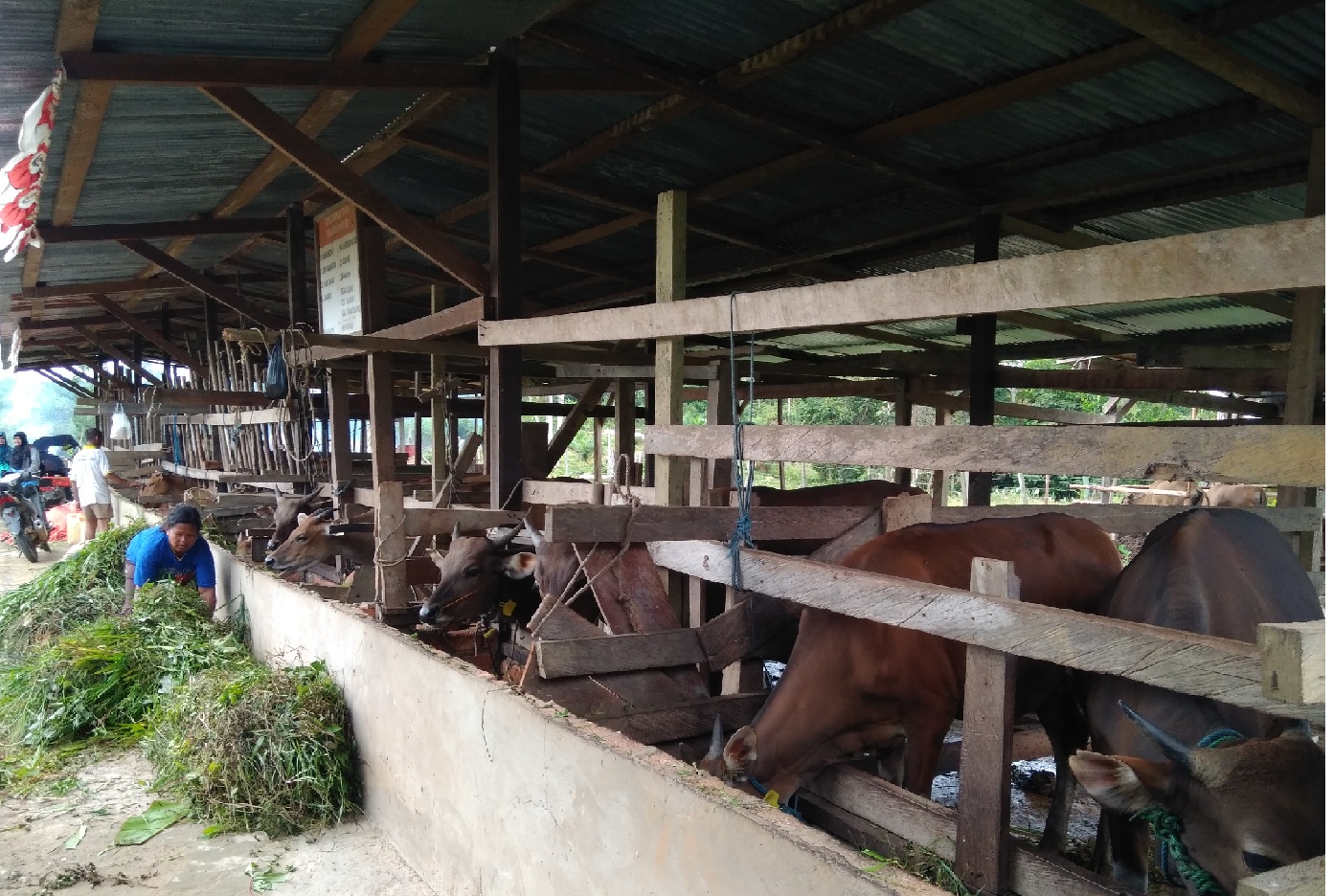 Penggemukan sapi di Kabupaten Tana Tidung
